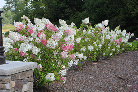 Vanilla Strawberry Hydrangea