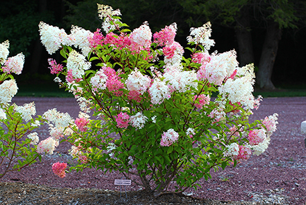 Vanill Strawberry Hydrangea