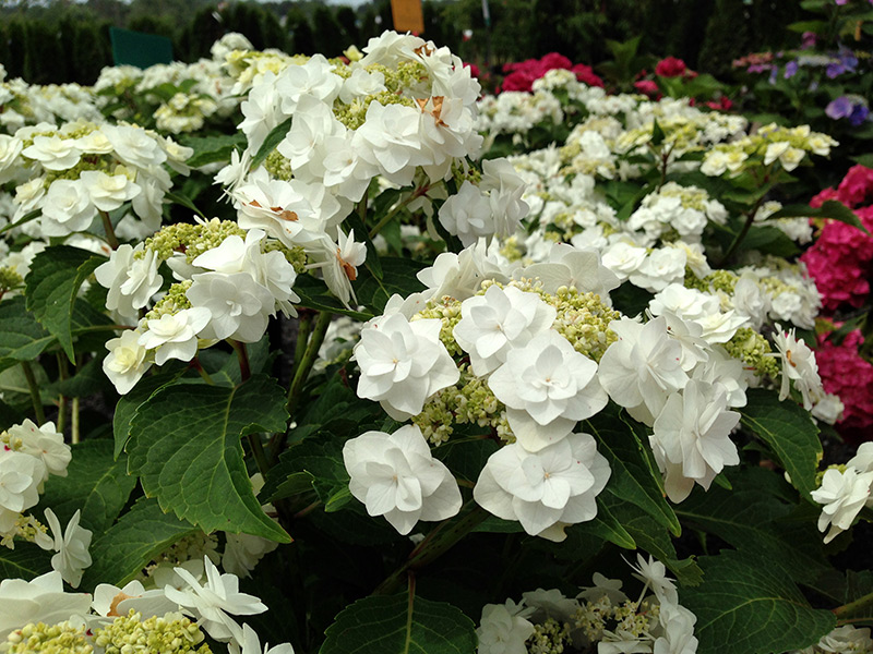 Hydrangeas – Gardendaze