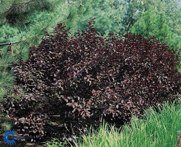 Darkstar® Purple Leaf Sand Cherry, Monrovia Plant