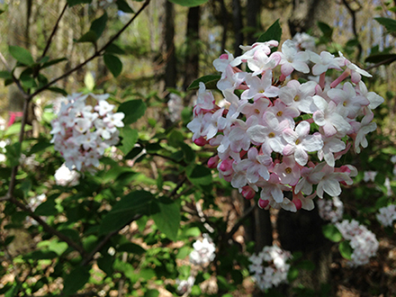 Viburnum Juddi flower