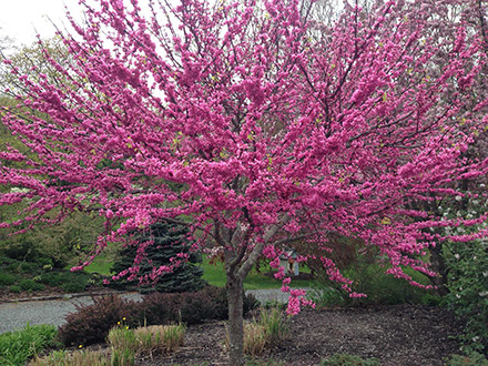 Appalachian Red Redbud