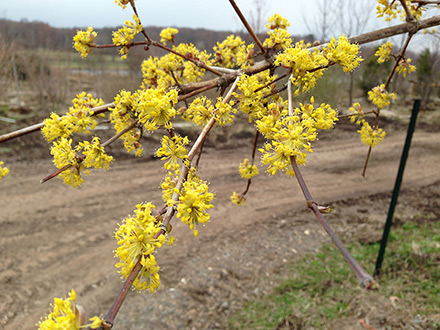 Cornus mas flower