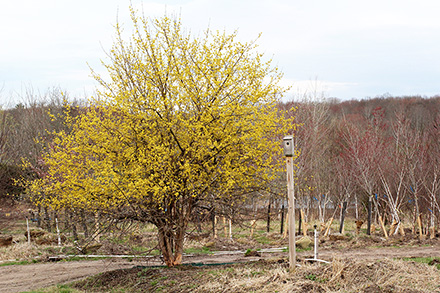 Cornus mas