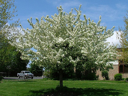 Sugar Tyme Crabapple