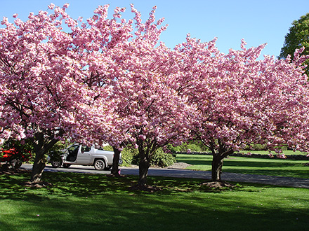 Kwanzan Cherry