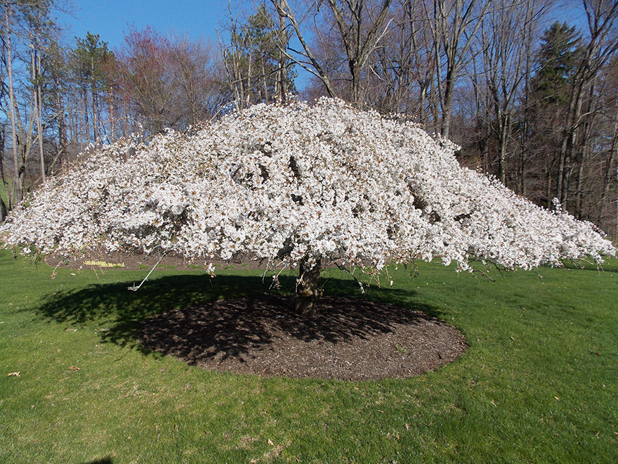 snow fountain weeping cherry trees