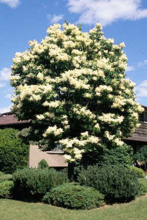 Ivory Silk Japanese Tree Lilac