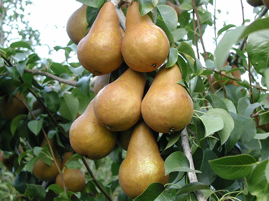 Pear Tree (Bosc)