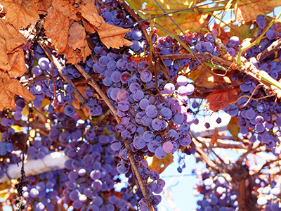 Concord Grape Vine