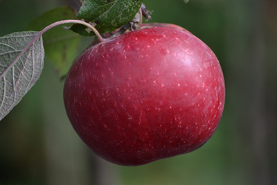 Haralred Apple