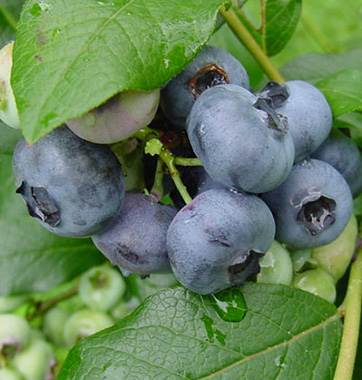 Patriot Blueberry