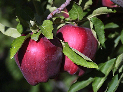 Red Delicious