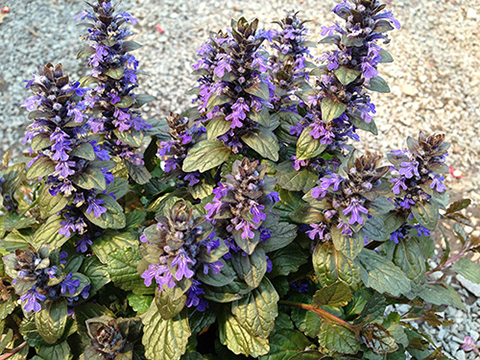 Bronze Beauty Ajuga