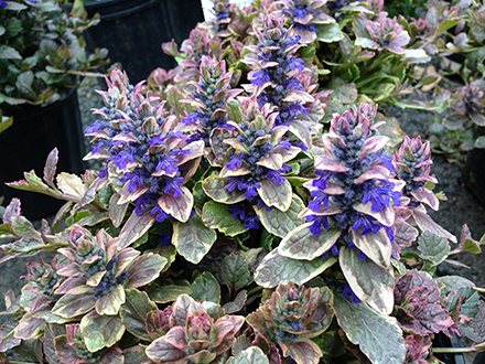 Burgundy Glow Ajuga