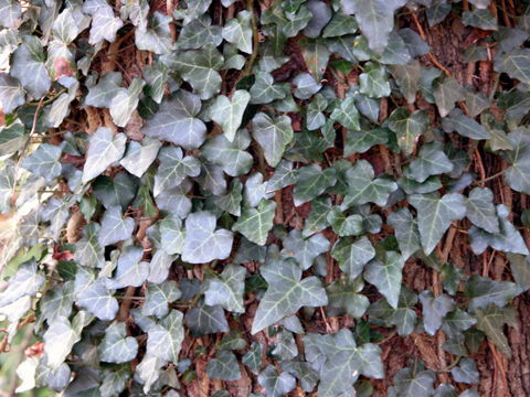 English Ivy