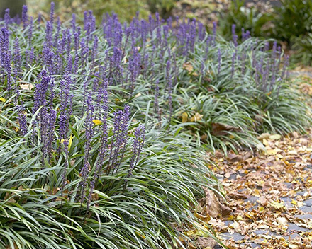 Big Blue Liriope