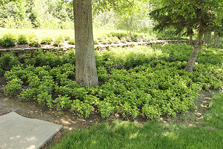 Pachysandra