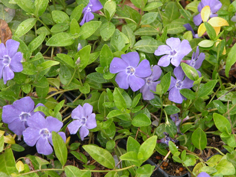 Vinca