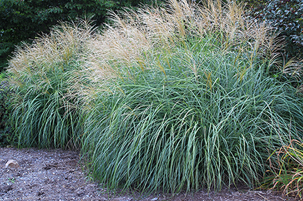 Adagio Grass