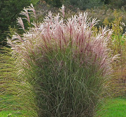 Morning Light Grass