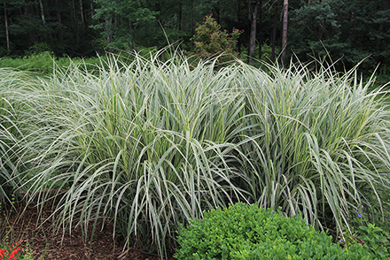 Variegated Grass