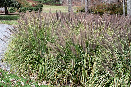 Moudry Grass