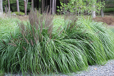 Black Moudry Grass