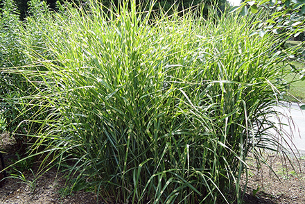 Porcupine Grass