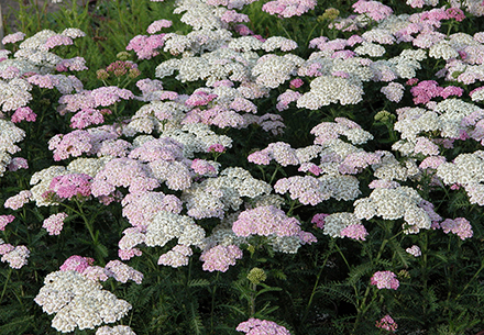 Achillea Apple Blossom