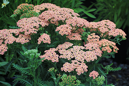 Achillea Apricot Delight