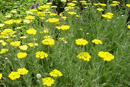 Achillea Moonshine