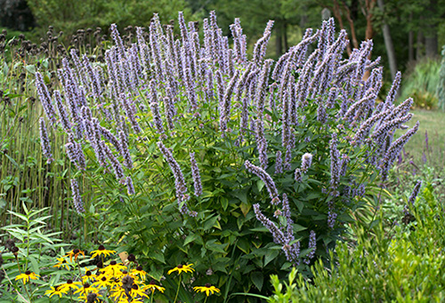 Blue Fortune Agastache