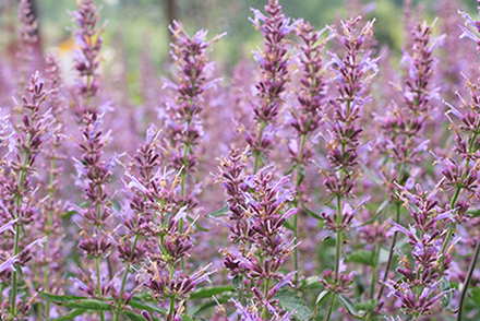 Purple Haze Agastache