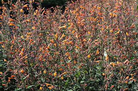 Tango Agastache