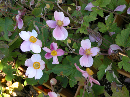 Anemone Berkshire Charm