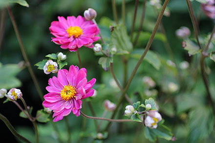 Pamina Anemone