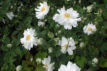 Anemone Whirlwind