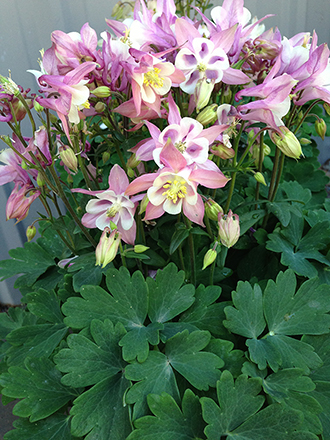 Aquilegia Biedermeier