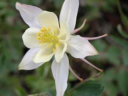 Aquilegia Kristall