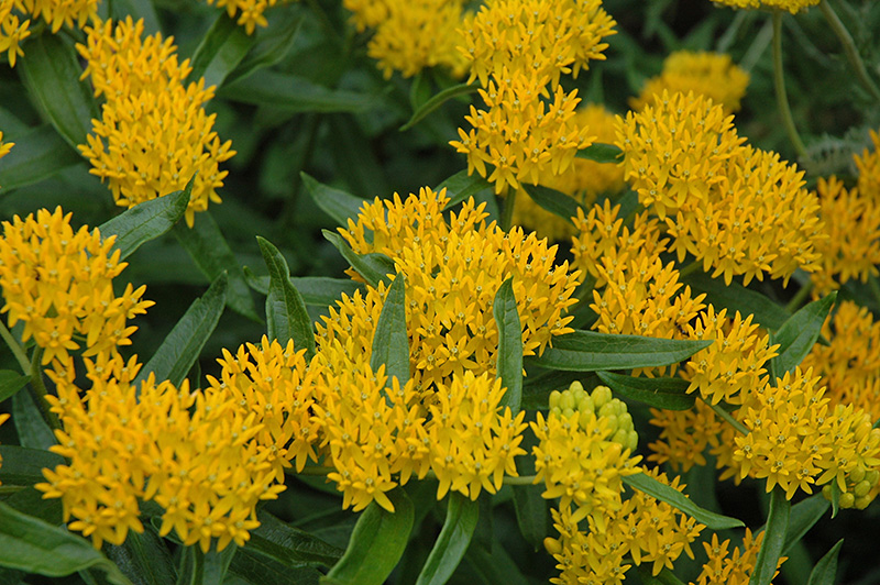 Asclepias Hello Yellow