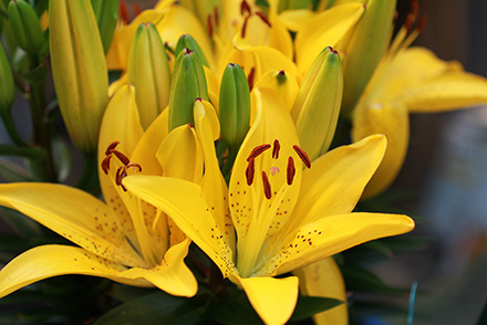 Golden Matrix Asiatic Lily