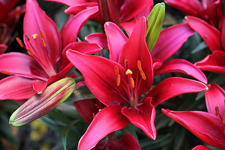 Lilium Tiny Ghost