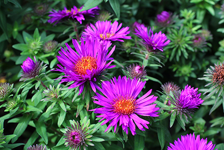 Aster Purple Dome