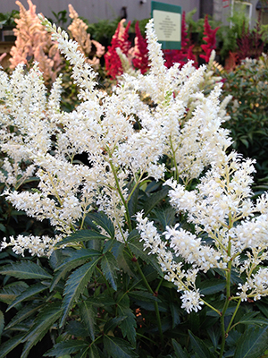 Astilbe Deutschland