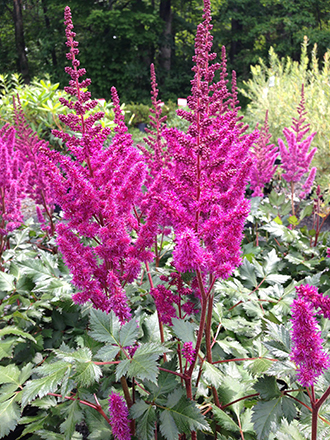 Astilbe Fanal