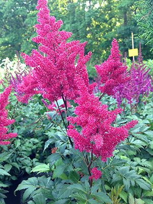 Astilbe Montgomery