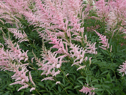 Peaches & Cream Astilbe