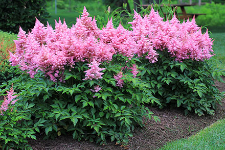 Astilbe Visions