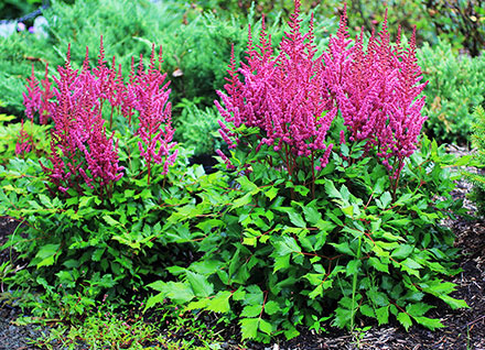 Astilbe Visions in Red